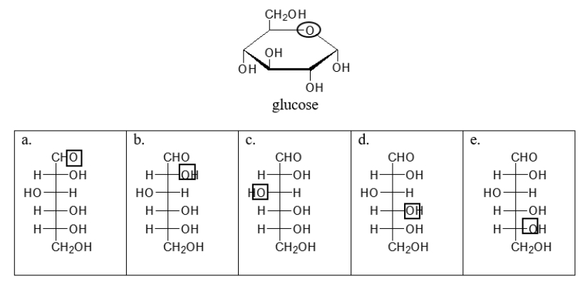 <strong>The circled oxygen in the cyclic structure of glucose corresponds to which boxed oxygen in the linear structure? </strong> A) choice a B) choice b C) choice c D) choice d E) choice e