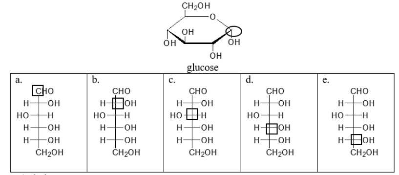 <strong>The circled carbon in the cyclic structure of glucose corresponds to which boxed carbon in the linear structure? </strong> A) choice a B) choice b C) choice c D) choice d E) choice e