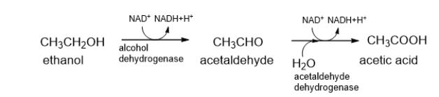 <strong>Which statement BEST describes the following reaction? </strong> A) In this reaction, both ethanol and NAD<sup>+</sup> are reduced. B) In this reaction, both ethanol and NAD<sup>+</sup> are oxidized. C) In this reaction, ethanol is reduced and NAD<sup>+</sup> is oxidized. D) In this reaction, ethanol is oxidized and NAD<sup>+</sup> is reduced. E) This is not an oxidation-reduction reaction.