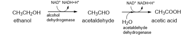 <strong>The first two steps of ethanol metabolism are shown below.Which molecule is reduced over the course of these reactions? </strong> A) ethanol and acetaldehyde B) alcohol dehydrogenase and acetaldehyde dehydrogenase C) ethanol and alcohol dehydrogenase D) acetic acid E) NAD<sup>+</sup>