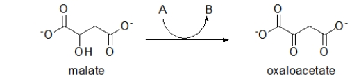 <strong>The following reaction is one step in the key metabolic pathway called the citric acid cycle.This reaction is missing a reactant (A)which reacts to form a product (B).What is the identity of A and B? </strong> A) A is NAD<sup>+</sup>, and B is NADH + H<sup>+</sup>. B) A is FAD, and B is FADH<sub>2</sub>. C) A is NADH + H<sup>+</sup>, and B is NAD<sup>+</sup>. D) A is FADH<sub>2</sub>, and B is FAD. E) Actually, there is no A, but B is H<sub>2</sub>.