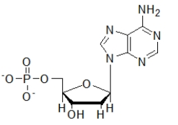 <strong>Which biomolecule contains three ester functional groups?</strong> A) B) C) D) E)