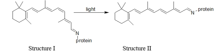 <strong>What happens in the retina as a result of the change illustrated in the reaction of rhodopsin in the presence of light? </strong> A) Nothing happens. B) The retina is damaged. C) A signal is sent to the brain that light is detected. D) A signal is sent to the spinal cord to react to the light. E) The retina makes more protein.