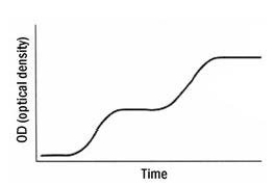 <strong>The accompanying graph shows a growth curve of E.coli growing in a defined medium containing equal molar amounts of glucose and lactose. Based on your knowledge of the regulation of the lac operon,the best explanation of these results is that</strong> A)early on,due to the presence of lactose,the bacteria use the lac operon.Glucose is used later. B)the bacteria use both sugars simultaneously. C)the presence of glucose causes the formation of cAMP catabolic repressor protein (CRP)complexes,which shut down the lac operon until the glucose is used up. D)glucose is used first.Once glucose becomes limiting,intracellular cAMP increases,forming cAMP-CRP complexes that activate the lac operon to use lactose. E)early on the glucose binds to the repressor protein lacI and shuts down the lac operon.