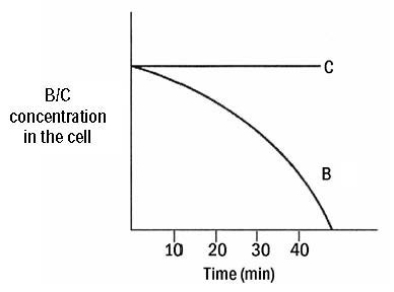 <strong>The graph below shows the concentrations of B and C inside the cell over time when the cell that has imported B and C in Figure 8.1 above is transferred to a solution containing a much lower concentration of B and C.Based on these data and coupled with the data observed above,substance C is transported via  </strong> A)active transport. B)facilitated transport. C)passive transport. D)simple diffusion. E)A,B,and C. <div style=padding-top: 35px> 
