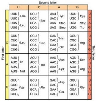<strong>This sequence is the 5′ end of a mRNA: 5′ UUCGACCAUUAACGGUUGAAGGUAG 3′ If this mRNA is transcribed and translated in the mitochondria, what amino acid sequence is encoded?</strong> A)Phe Asp His B)Met Asn Gly Trp C)Met Asn Gly D)Translation will not begin.