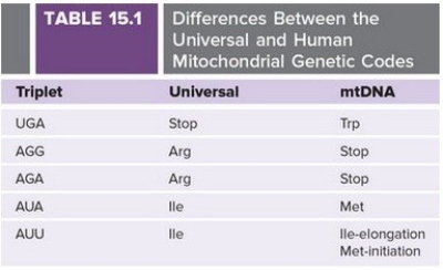 <strong>This sequence is the 5′ end of a mRNA: 5′ UUCGACCAUUAACGGUUGAAGGUAG 3′ If this mRNA is transcribed and translated in the mitochondria, what amino acid sequence is encoded?</strong> A)Phe Asp His B)Met Asn Gly Trp C)Met Asn Gly D)Translation will not begin.