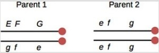<strong>In plants, genes E, F, and G are on one chromosome arm.Alternate dominant and recessive alleles of all three genes determine visible traits: E = normal leaf number, e = extra leaves, F = normal stems, f = furry stems, G = normal flower size, g = gigantic flowers.A plant that is heterozygous for an inversion involving all three genes is crossed to a plant with extra leaves, furry stems, and gigantic flowers.The arrangement of alleles is shown in the diagram.If you look at thousands of offspring of this cross, what phenotypes do you expect to see? (Select all that apply. )</strong> A)Most, but not all, offspring will be normal for all three traits or have extra leaves, furry stems, and gigantic flowers. B)Due to double crossovers between E and F and F and G, a very small number of offspring will have only furry stems, or only extra leaves and gigantic flowers. C)Half of the offspring will be normal for all three traits and half will have extra leaves, furry stems, and gigantic flowers. D)Due to crossovers between E and F in parent 1, a small number of offspring will have only extra leaves, or only furry stems and gigantic flower size. E)Due to crossovers between F and G, a small number of offspring will have only extra leaves and furry stems, or only gigantic flower size.