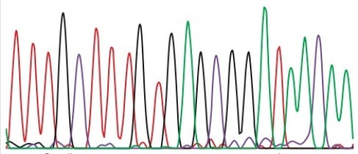 <strong>You performed a Sanger sequencing reaction and obtained the following read.In this figure, A = green, C = purple, G = black, T = red.The height of the peaks is unimportant.The smallest molecule is at the left of the trace. What is the sequence of the template DNA used for this sequencing reaction?</strong> A)5' TTTGCTTTGTGAGCGGATAACAA 3' B)3' TTTGCTTTGTGAGCGGATAACAA 5' C)5' AAACGAAACACTCGCCTATTGTT 3' D)3' AAACGAAACACTCGCCTATTGTT 5'