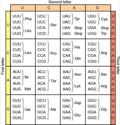 <strong>In frogs, green skin is determined by gene B.The wild-type sequence of the 5′ end of the RNA-like strand of the entire first exon is shown below.The gene encodes an enzyme that functions to convert a brown compound into a green pigment in the skin. 5′ ACTCAAGCACAGGTCGCATAAATGTTCCTGTTATTTGG… 3′ The table of codons is provided here: Which are the first three amino acids encoded by the wild-type sequence of gene B?</strong> A)N-Thr-Gln-Ala… B)N-Pro-Asn-Asn… C)N-Met-Phe-Leu… D)N-Ser-Ser-Val… E)The correct sequence is not shown here.