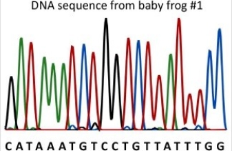<strong>Baby frog #1 was born with brown skin instead of the normal green.DNA was collected from the baby frog and the DNA sequence of part of gene B was determined using the primer 5′ ACTCAAGCACAGGTCG 3′.What is the entire sequence of the smallest DNA fragment produced in the sequencing reaction? (See diagram for sequencing data. ) https://commons.wikimedia.org/wiki/File:DNA_sequence.svg </strong> A)C B)5′ ACTCAAGCACAGGTCGC C)5′ AGGTCGG D)5′ CATAAATGTCCTGTTATTTGG E)5′ CGACCTG