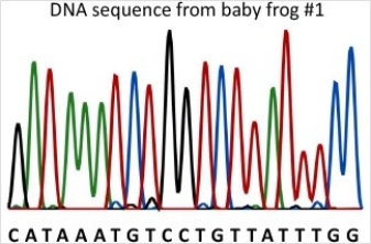 <strong>Baby frog #1 is homozygous for a mutant allele of gene B (allele b<sup>1</sup>).Compare the DNA sequence from baby frog #1 with the wild-type sequence to determine how allele b<sup>1</sup> is different from the wild-type.What effect does the mutation in allele b<sup>1</sup> have on the protein? </strong> A)Allele b<sup>1</sup> has a frameshift mutation-a deletion of one nucleotide resulting in a frameshift that changes all amino acids from that point on. B)Allele b<sup>1</sup> has a deletion of one nucleotide outside of the coding region and there is not effect on the protein. C)Allele b<sup>1</sup> has a missense mutation-a nucleotide substitution that changes one amino acid to another. D)Allele b<sup>1</sup> has a nonsense mutation-a nucleotide substitution that forms a stop codon. E)Allele b<sup>1</sup> has a nucleotide substitution that does not change the protein.