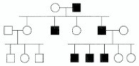 <strong>In the following pedigree, the indicated trait is caused by what type of allele? </strong> A)autosomal recessive B)autosomal dominant C)X-linked recessive D)X-linked dominant E)Y-linked
