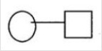 <strong>For each of the following pedigree symbols, select the correct meaning.  - </strong> A)Unaffected male B)Unaffected female C)Mating D)Affected male E)Affected female <div style=padding-top: 35px> 