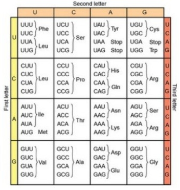 <strong>A segment of a protein has the amino acid sequence Ser-Gly-Leu.Is it possible to infer the sequence of the RNA that encodes this amino acid sequence? </strong> A)Yes, the sequence is UCU-GGA-CUC. B)Yes, the sequence is TCT-GGA-CTC. C)No; more than one type of RNA (more than one base sequence)could encode this amino acid sequence. D)No; the sequence of bases in RNA is not related to the amino acid sequence.