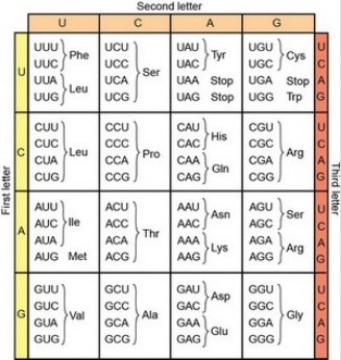 <strong>A sequence of bases in the middle of an RNA used to encode a polypeptide has the sequence UUA-AUG-CGU.Is it possible to infer the sequence of the amino acids encoded by this RNA? </strong> A)Yes, the sequence is Leu-Met-Arg. B)Yes, the sequence is Asn-Tyr-Ala. C)No, this RNA sequence could encode more than one amino acid sequence. D)No; the sequence of amino acids in polypeptides is not related to the sequence of bases in RNA.