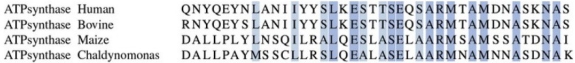 <strong>A sequence of amino acids found in a subunit of the ATP synthase enzyme in several species is shown below.Which amino acids are likely to be most important to the function of ATP synthase? </strong> A)Those that are shaded dark blue because the amino acids are identical between species. B)Those that are shaded light blue because the amino acids are similar, but not identical. C)Those that are not shaded because the amino acid sequences are different between species. D)Comparing sequence between species does not indicate which amino acids are important to function.