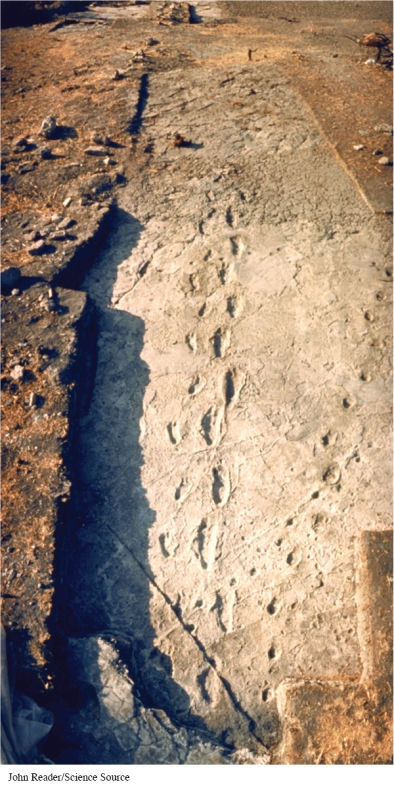 <strong>How do the footprints pictured in Fossil Footprints from Laetoli in Tanzania reflect the belief of many scholars that Australopithecines had short legs and travelled slowly? </strong> A) The uneven depth of the footprints B) The footprints are spaced closely together. C) The directional variation of the footprints D) The relatively small size of some of the footprints