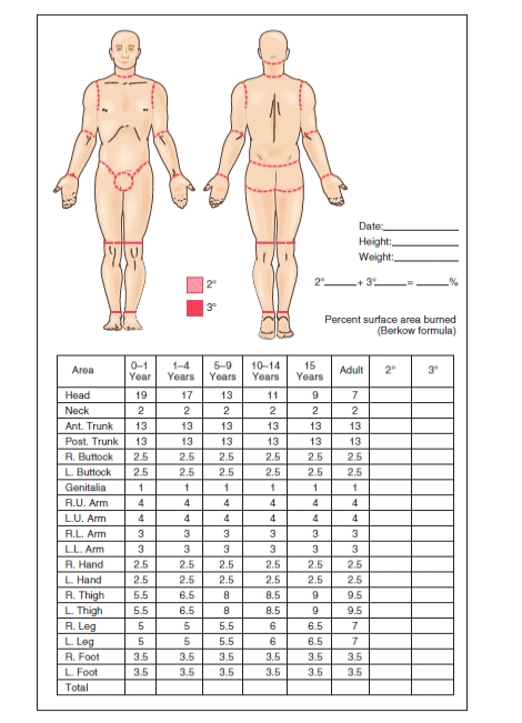 An adult patient received burns over both upper and lower arms, both hands, anterior upper and lower legs, anterior chest, and the neck. Using the following as a guide, what is this patient's total body surface percentage of area burned? Text Figure 51.8
