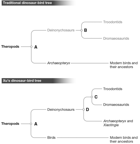 <strong>In the evolutionary tree below,which of the nodes corresponds to the MOST recent common ancestor of troodontids,dromaeosaurids,and Archaeopteryx? </strong> A) A B) B C) C D) D