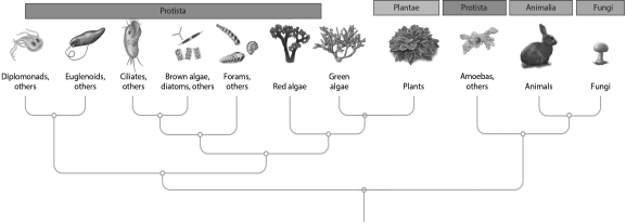 <strong>According to the tree below,which of the following combinations of organisms are MOST closely related? </strong> A) amoebas and plants B) animals and fungi C) plants and fungi D) fungi and amoebas