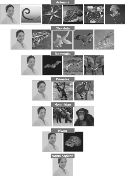 According to the classification chart shown below,humans are in the order ________.