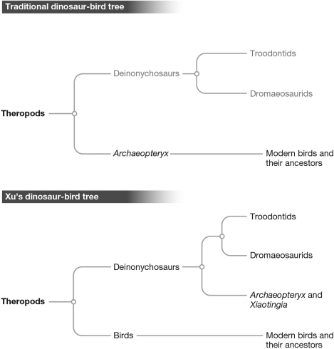 Early birds had small,thick skulls and two toes on each foot.Archaeopteryx had a long,almost pointy skull and three toes on each foot.Early birds and Archaeopteryx shared the traits of feathers; clawed hands; and a long,bony tail.Examine the two trees presented in the figure below.Assuming that Xiaotingia shared traits with Archaeopteryx that neither of them shared with birds and looking only at the traits presented here,which of the trees shows the most likely relationship between these three animals? Support your answer by indicating which tree branch is initiated by which characteristic.