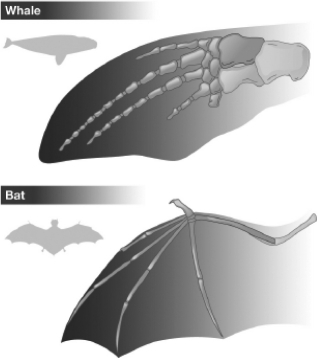 <strong>The diagram below shows the bone structure of a whale flipper and a bat wing.Which of the following suggests that these two structures are homologous rather than analogous? </strong> A) Both the flipper and the wing contain five fingerlike bone projections. B) The flipper is formed from the entire front appendage of the whale,but the wing is only formed from the hand part of the front appendage of the bat. C) The bones that form the five fingerlike projections in the flipper have much thicker bones than the bones that form these projections in the bat. D) The flipper of the whale contains more bones than the wing of the bat.