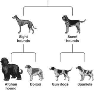 <strong>Examine the figure below.According to this figure,which two breeds have the LEAST similar DNA? </strong> A) Gun dog and Borzoi B) Gun dog and Spaniels C) Gun dogs and Scent hounds D) Sight hounds and Scent hounds