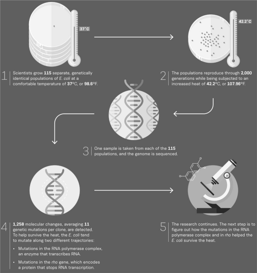 The E.coli populations that survived the selective pressure of growing at the warmer temperatures did so because of ________ present in their DNA.