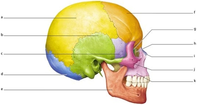 <strong> What bone is labeled k?</strong> A)Mandible B)Maxilla C)Zygomatic D)Lacrimal