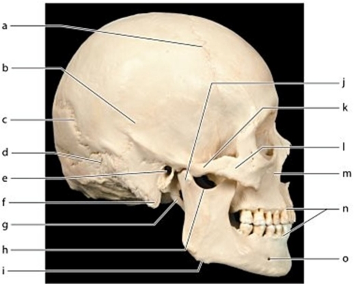   -What bone feature is labeled e?