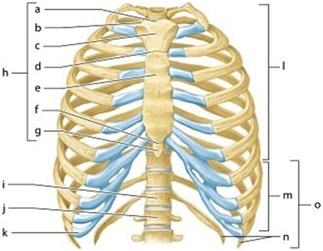   -Identify the structure labeled n.