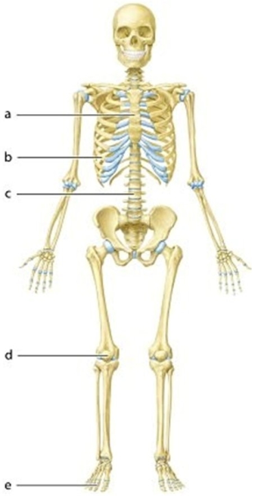   -Classify bone e based on shape.