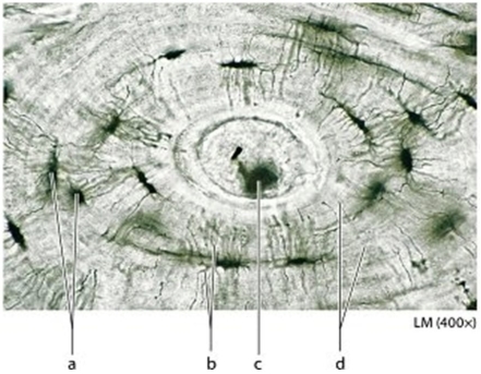   -Identify the structure labeled c.