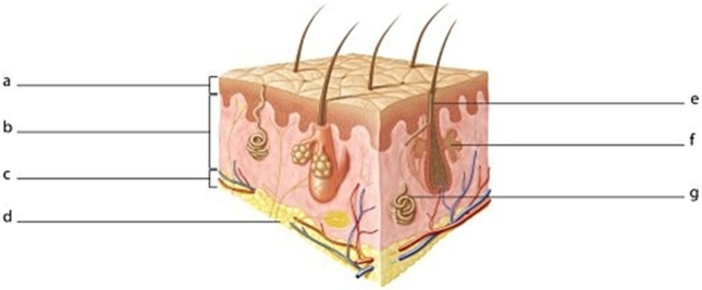 <strong> Identify the structure labeled a.</strong> A)Epidermis B)Dermis C)Hypodermis D)Subcutaneous layer