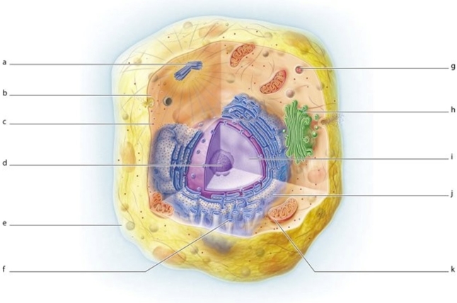   -Identify the structure labeled j.