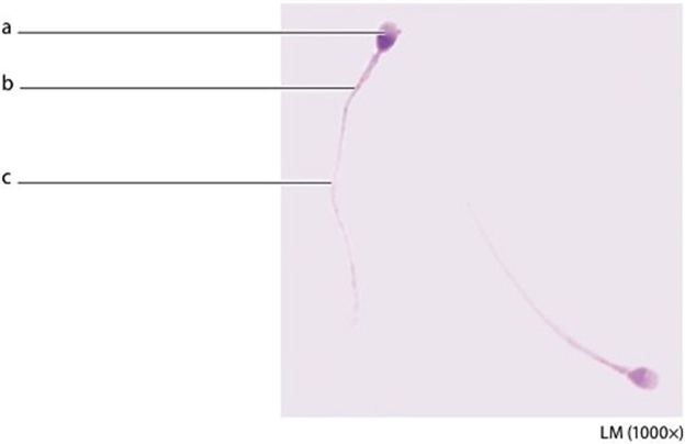 -What is the function of the structure labeled c?