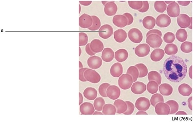 -What is the function of the cell labeled a in this image?