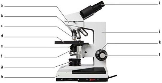 -Identify the microscope part labeled by the letter c.
