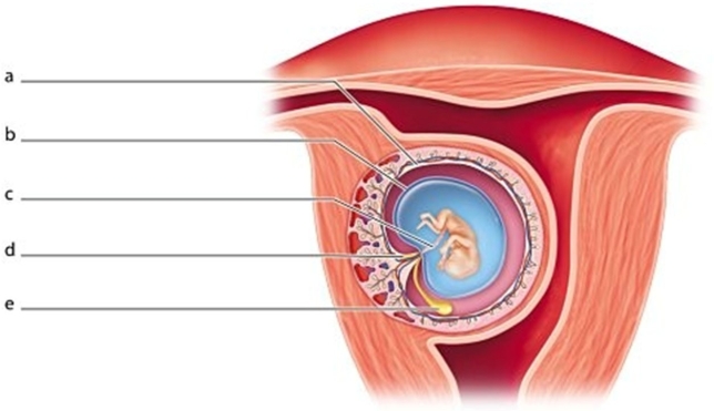   -Which letter corresponds to the yolk sac?