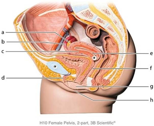   -Identify the structure labeled a.