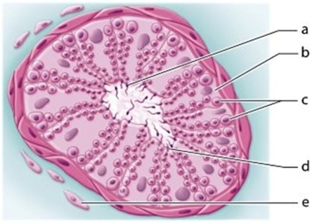   -Identify the cell labeled c.