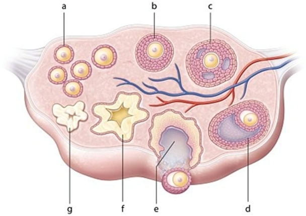   -Identify the cell labeled b.