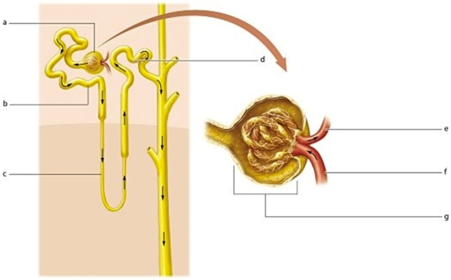   -Identify the structure labeled g.