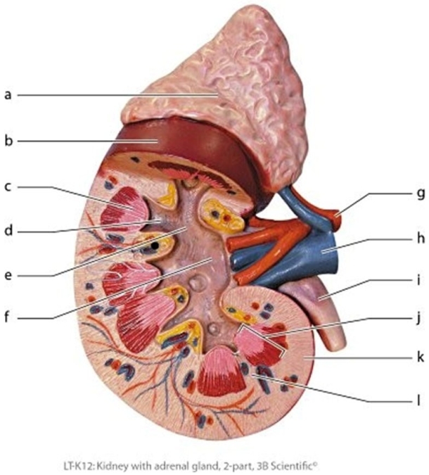  -Identify the structure labeled l.