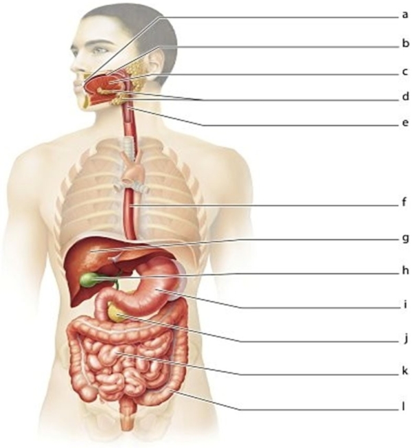   -Identify the structure labeled f.