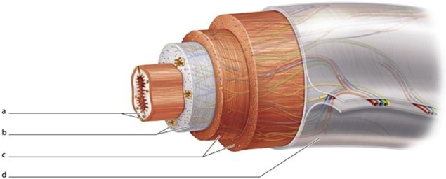 <strong> Identify the structure labeled d.</strong> A)Muscularis externa B)Submucosa C)Serosa D)Mucosa
