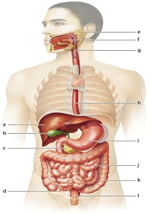   -Identify the structure labeled d.
