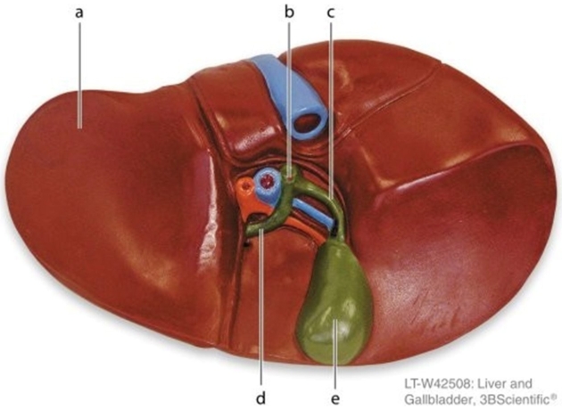   -Identify the structure labeled c.